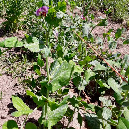 Pea Landrace